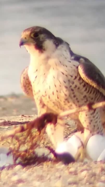 В Одесской области заметили самую быструю птицу в мире