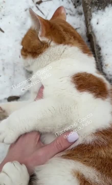 Одесские котики продолжают покорять наши сердечки