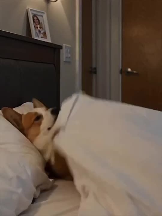 В сети показали, что на самом деле делает пёсель во время сна