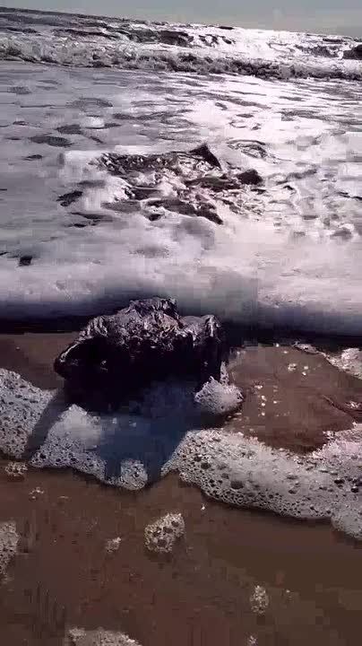 Из-за утечки растительного масла в Чёрном море погибло около 5000 птиц в Одесской области