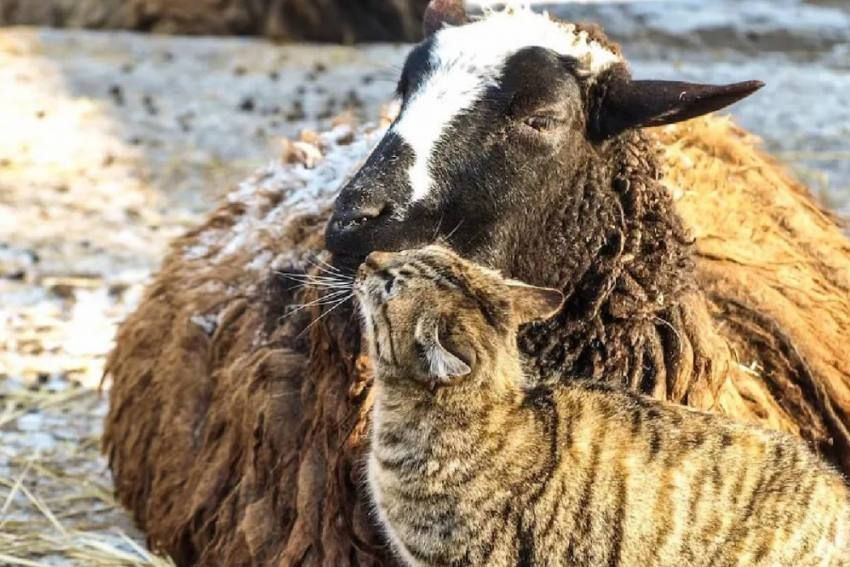 Кошка и овца стали парой года в Одесском зоопарке
