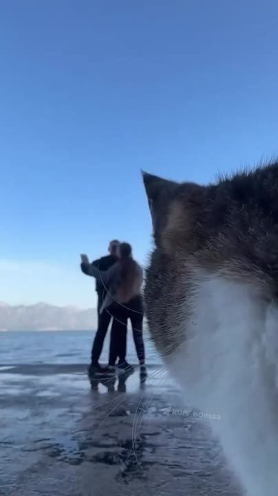 В Одессе котик стал звездой рилсов