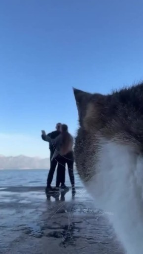 В Одессе котик стал звездой рилсов