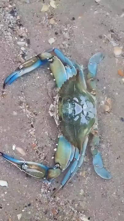 В Чёрном море у берегов Одессы обнаружен опаснейший редкий хищник