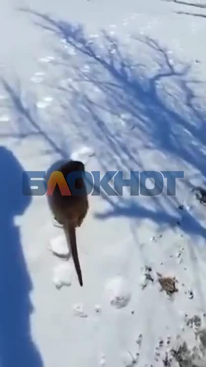 ����� ������ ����������� �������� �������