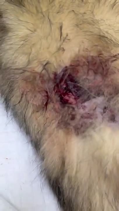 Четвертая собака пострадала от рук живодеров за месяц в Одесской области