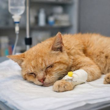 � ������ �������� �������� �����