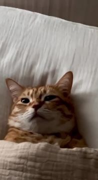 ������ ����, ������!. ������� �����������, 2 �����