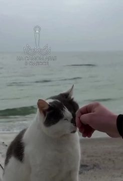 Сегодня отмечается Всемирный день спасения котиков