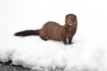 В Одесской области заметили следы редкого хищника
