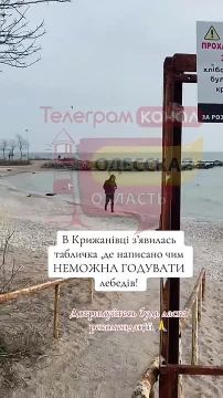 В Одесской области запретили кормить лебедей