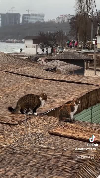 ���� ��, ������-���� ����������