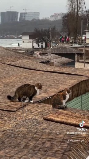 ���� ��, ������-���� ����������