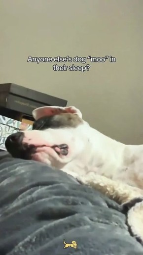 Посмотрите, как переживают собачки, когда им снятся кошмары