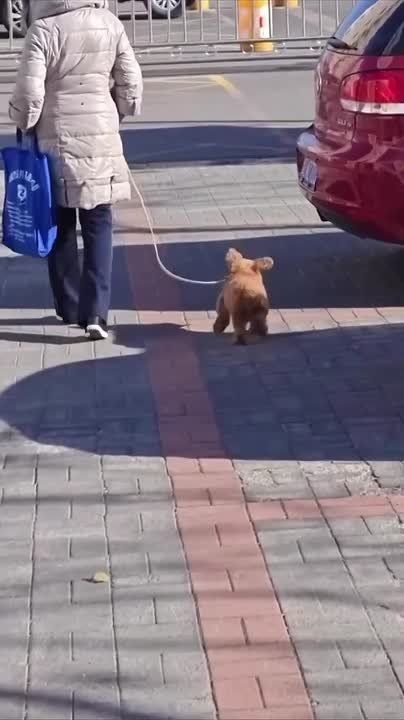 ����� ���������, ��� ������ �������, ���������� �������� ����� ��