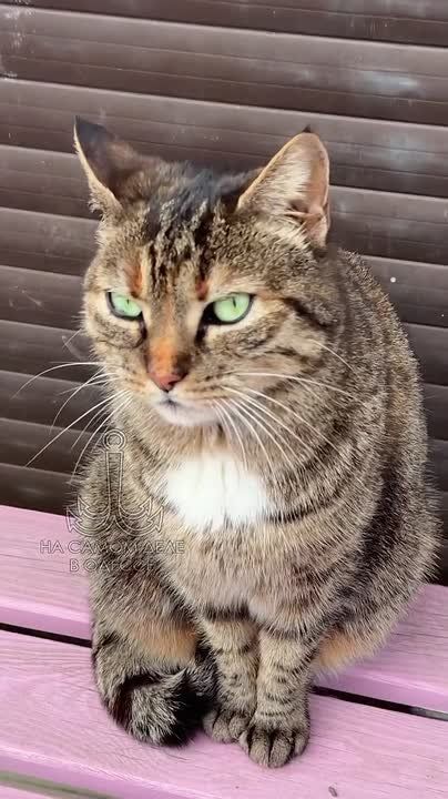 ���� ��, ������-���� ����������