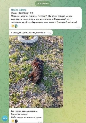 Люди жалуются на массовое отравление собак в Одессе