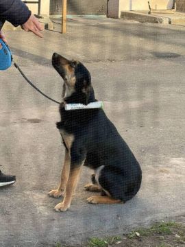 В Одессе нашли собаку, к которой была привязана трогательная записка от прежних хозяев