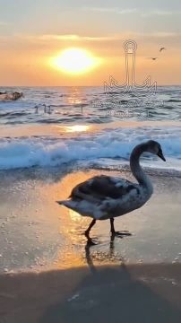 ������-����, ������ ����. �������� ��������