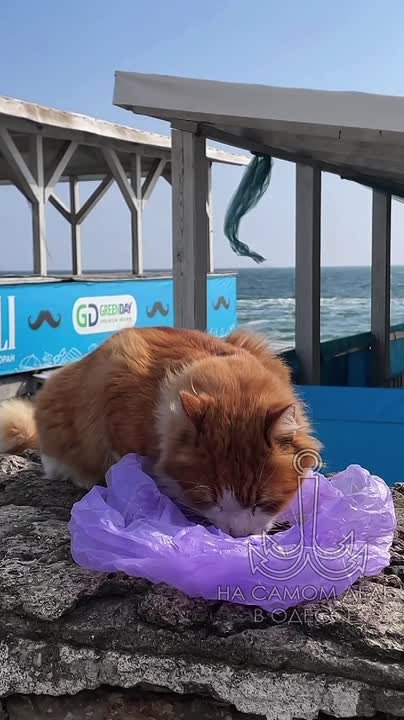 Таки да, Одесса-мама проснулась