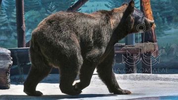 В Одесском зоопарке скончался медведь Бумер