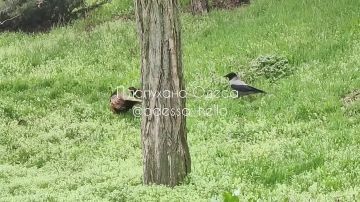 Фазаны устроили разборки на 10-м Фонтане