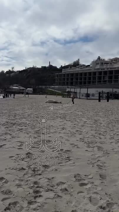 ������� �����������. ����� ������ ������������ �� �����