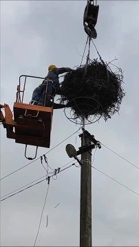 В Одесской области энергетики установили платформу для гнёзд аистов