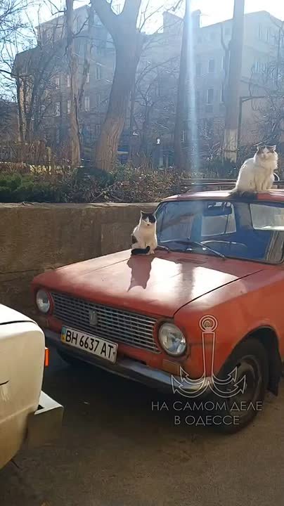 Таки да, Одесса-мама проснулась