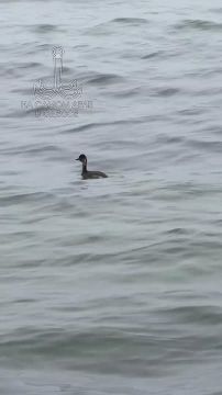 � ������ ������� ������� ���� � �������