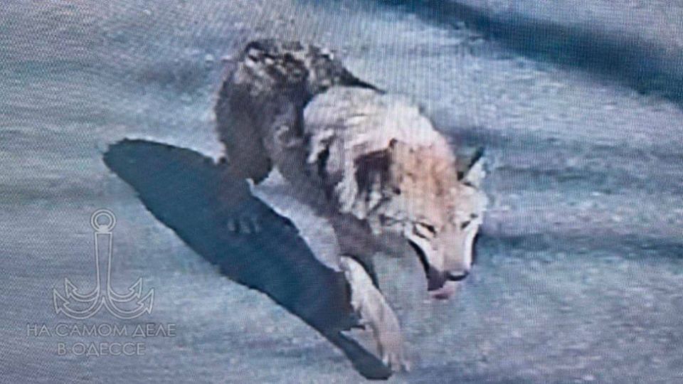 ���-��� ����. � ��� �� � ������������� ������ ������� � ����� O-World