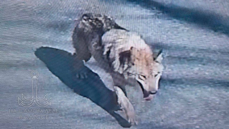 Жил-был волк. И жил он в южнокорейском городе Тэджоне в парке O-World