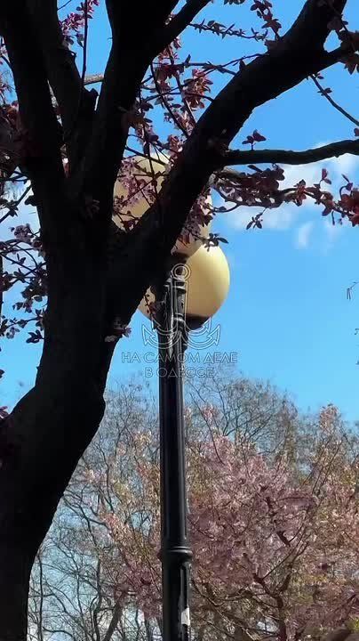 ���� ��, ������-���� ����������