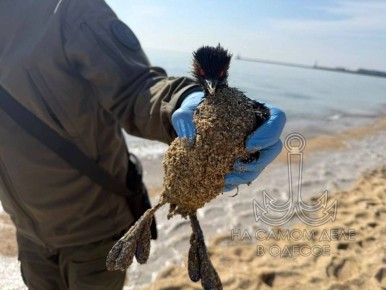 Масло в море возле Ильичёвска: природа в беде