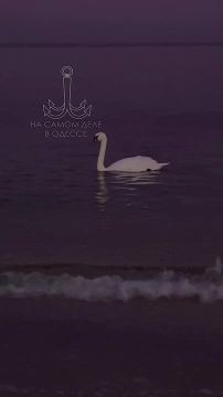 Одесса-мама, мирных снов. — Ребекка Моисеевна, позовите таки Розочку!