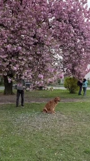 ���� ��, ������-���� ����������