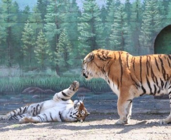 � ������ ����� �������� ������� ����������� ��������