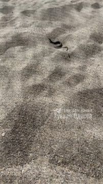 � ������ �� ������ �������� ����