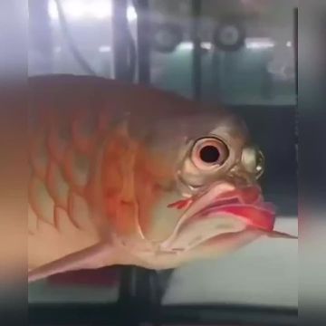 ����� ��������� ������� ����� ��� ���� �������