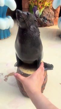 Хорошенького морского котика принесли вам на ночь