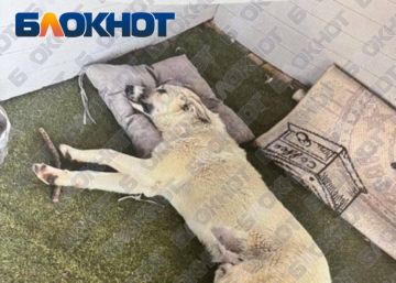 � ������� ����� ������ 54-������� ����������� �� �������� �������� ������