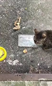����� ����� ������� ������: ���������� ������ ��������� ������������ �������