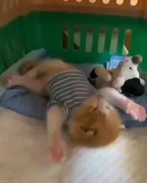 Если вы видите котика в тельняшке - значит в Одессе наступила среда