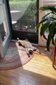 ����������� ���������� ����