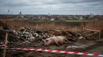 В Болградском районе подтвердили вспышку африканской чумы свиней