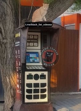 Котики в Одессе охраняют терминалы оплаты