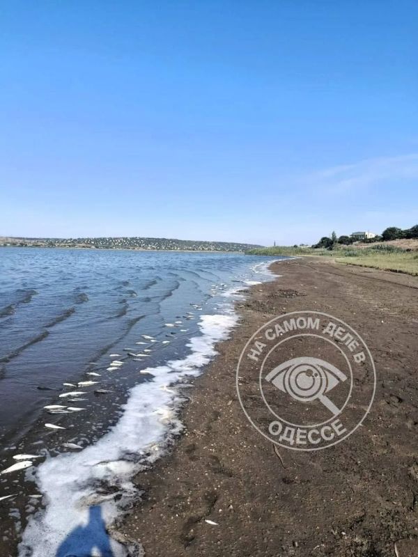Массовый замор рыбы в Одесской области