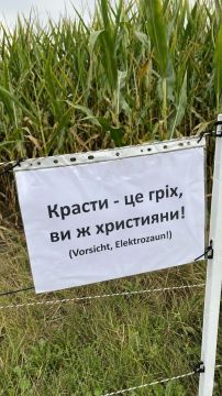 В Германии огромная волна краж овощей с ферм