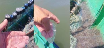 Медузы из Черного моря массово заплыли в Дунай возле Вилкового