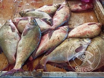 Инспекторы рыбоохраны выявили на рынках Одесской области более 73 кг рыбы, раков, крабов и нереиса, которые продавались без документов или установленного владельца